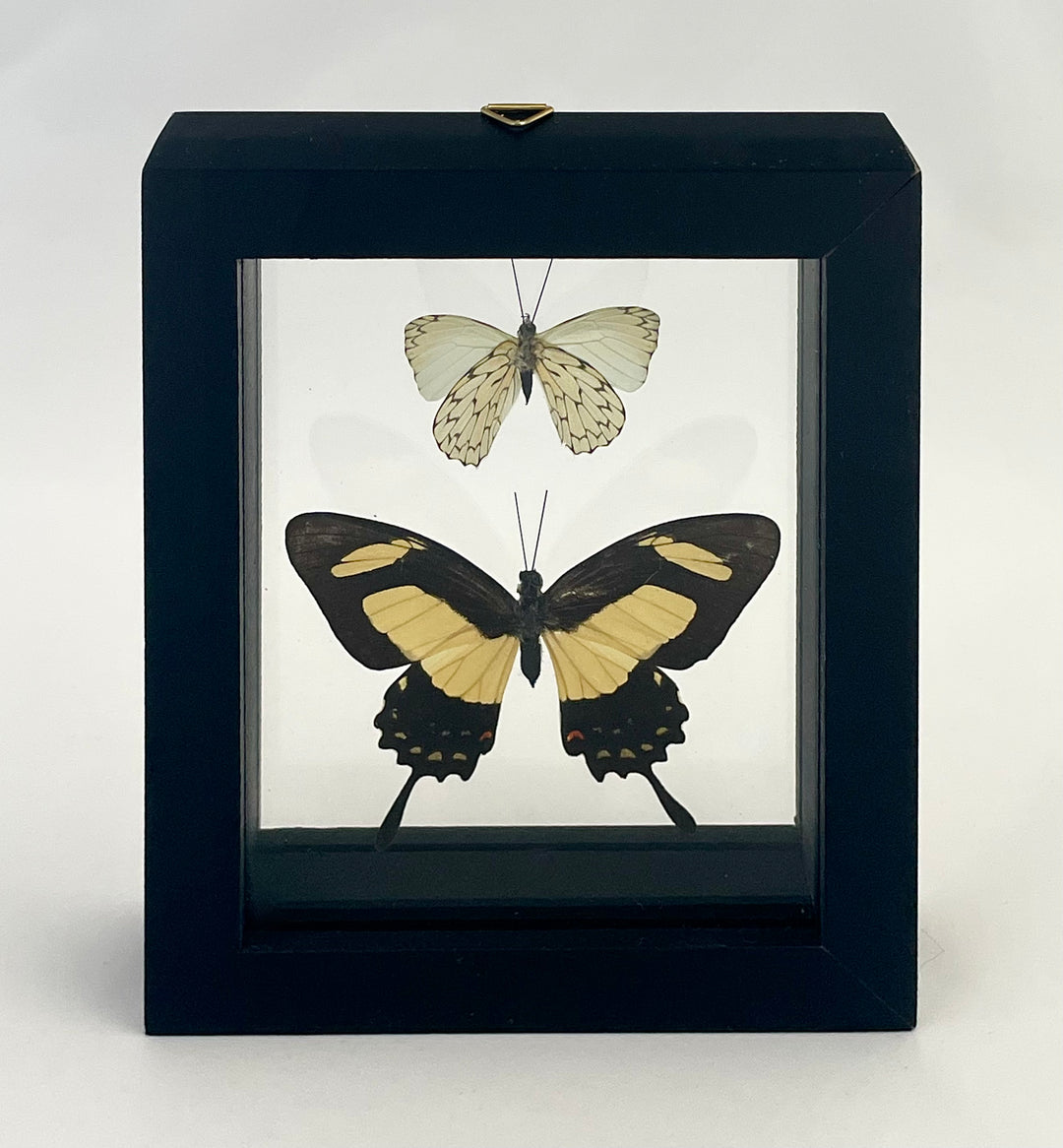Framed Assorted Butterflies
