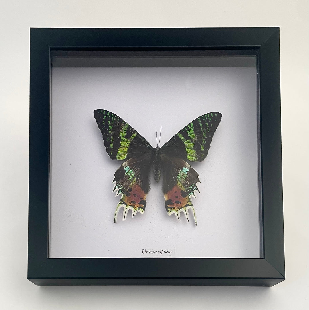 Madagascan Sunset Moth